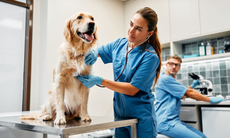 Local Pet Care Tips with Trusted Veterinarian Services