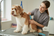 Professional Dog Grooming: Safety, Skill, and Comfort Explained