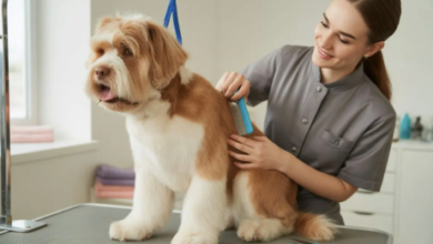 Professional Dog Grooming: Safety, Skill, and Comfort Explained