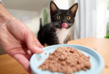 Kitten Food for Indoor Cats: Smart Buying Guide