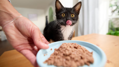 Kitten Food for Indoor Cats: Smart Buying Guide