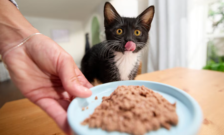 Kitten Food for Indoor Cats: Smart Buying Guide
